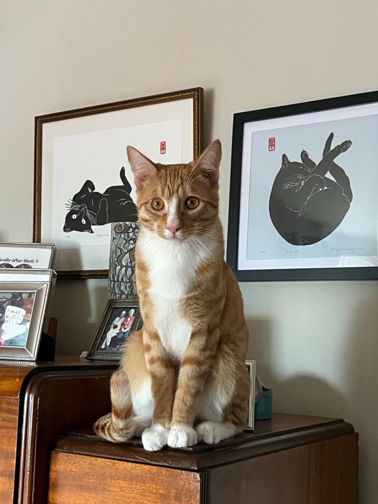 Ginger tabby kitten sitting on top of the armoire and looking innocently at photographer 