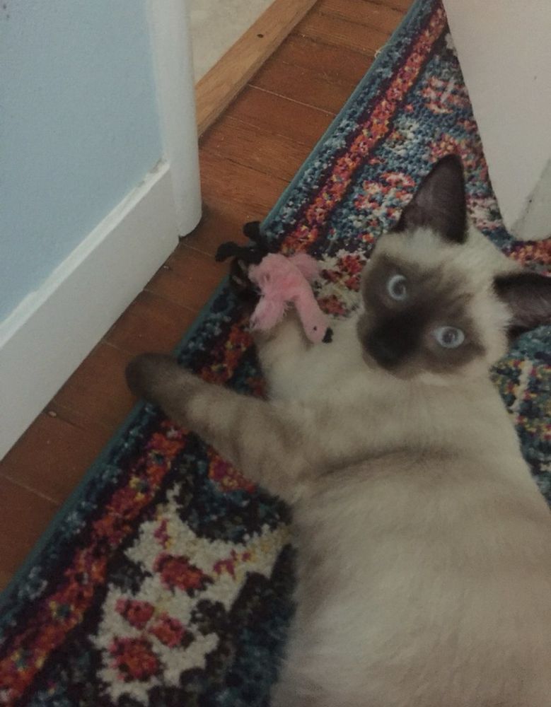 A five month old Siamese kitten with a little pink flamingo cat toy in his right paw -  laying on his right side on a blue patterned rug looks at the photographer