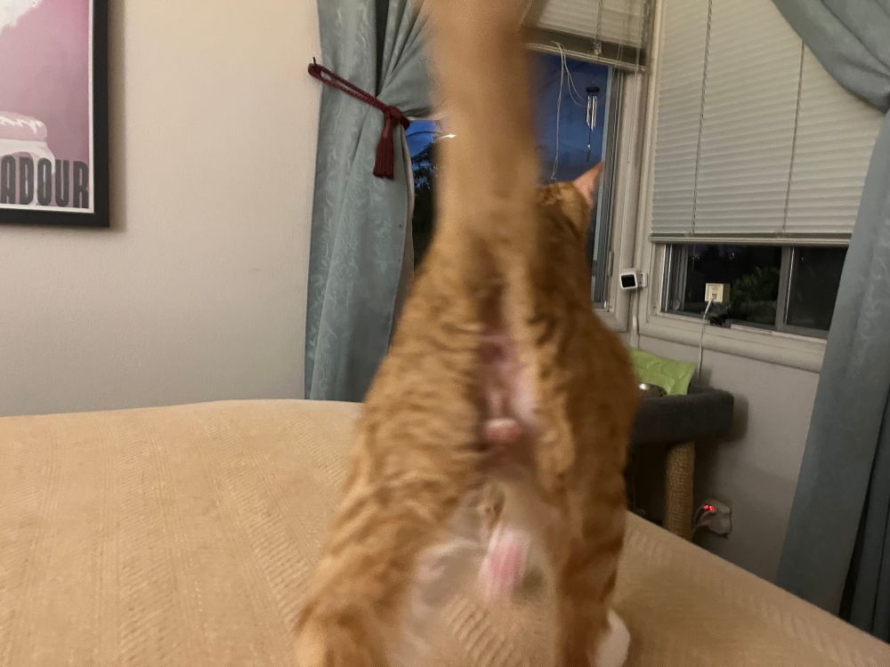 Tony rear view - fully shaved and microscopic ginger nuts 