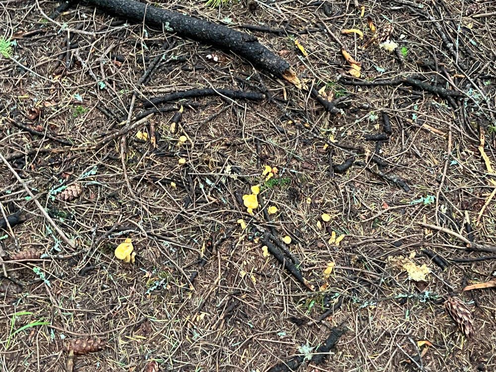 The ground, in the woods, covered with tiny little sticks, but also baby Chantellerelle mushrooms all over the place