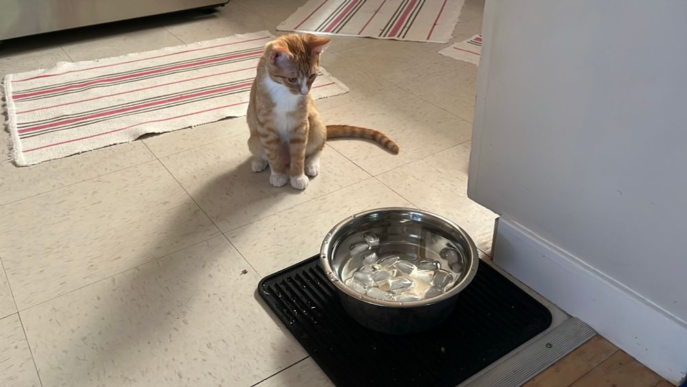 Front view - A small ginger tabby cat sits on a white linoleum floor looking at a stainless steel water dish sitting on a black mat. The water dish is full of water and ice cubes, which apparently are talking to him.