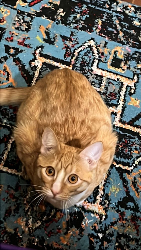 A larger ginger tabby kitten crouched in cat loaf position looks up at the photographer 

He’s on a turquoise and black patterned rug 