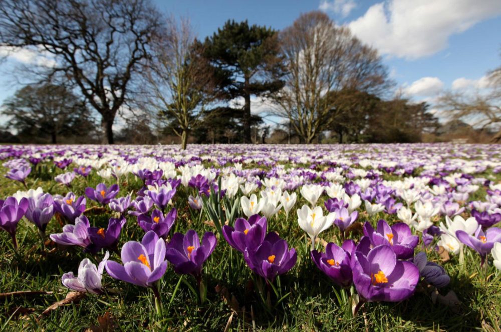 Pollution can destroy the scent of flowers