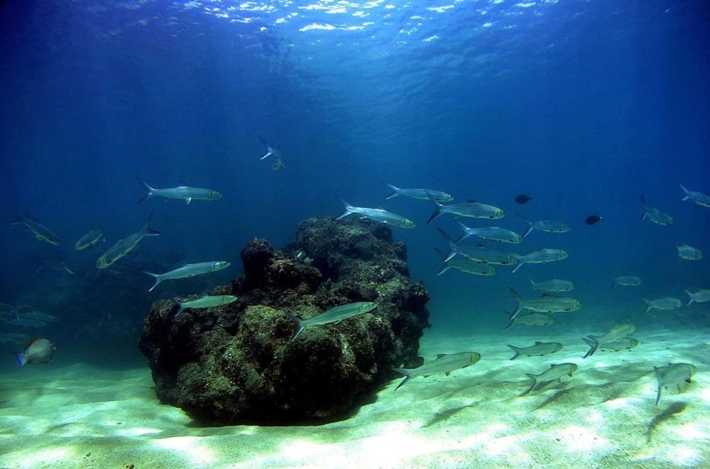 Marine protected areas help coral reefs against global warming