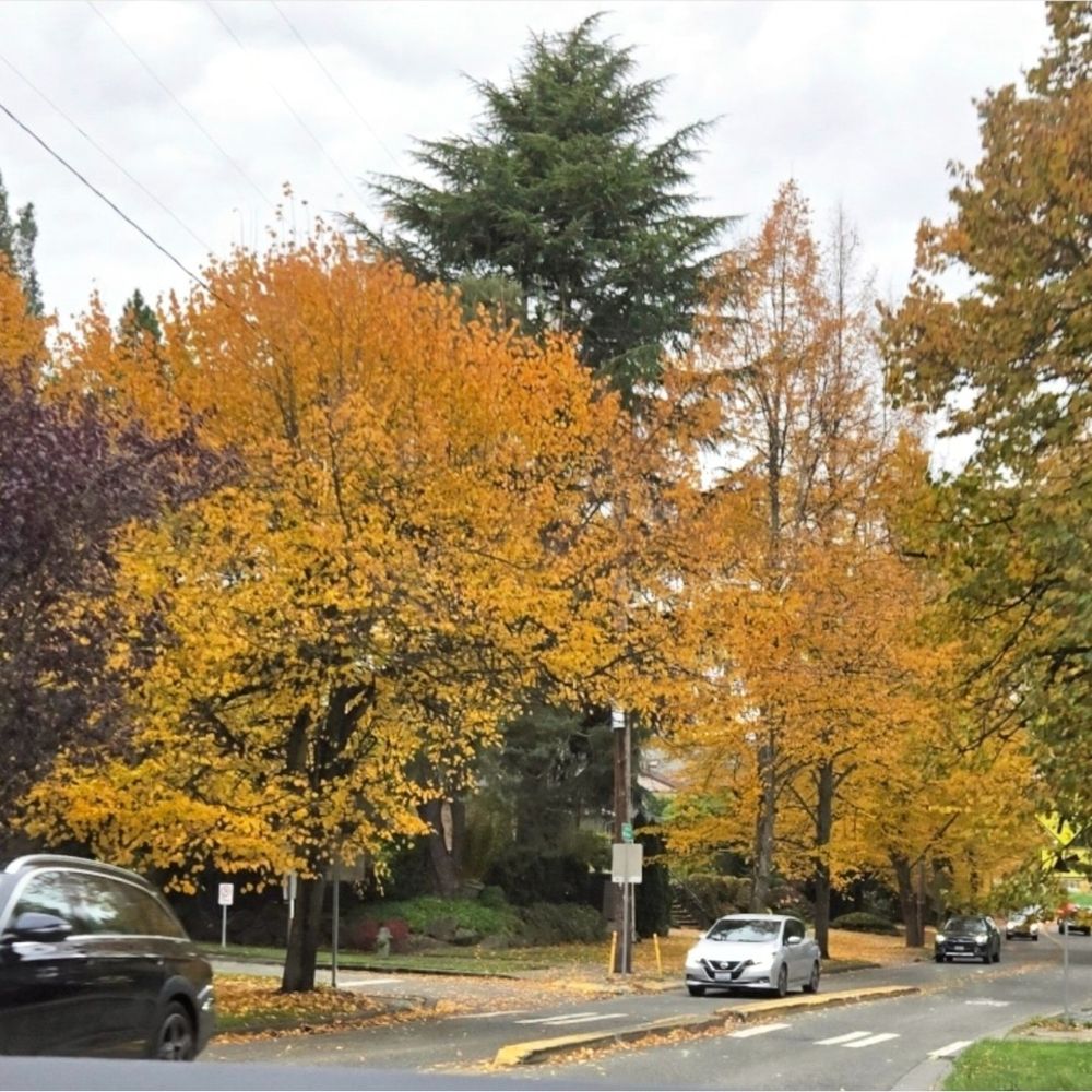 A golden tree lined street with leaves on the ground and a few cars on their way home
