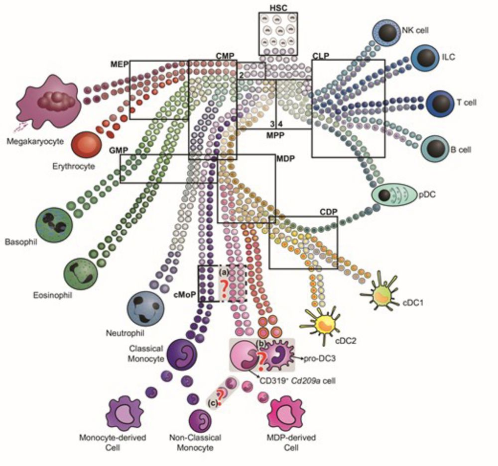 Unravelling monocyte functions: from the guardians of health to the regulators of disease