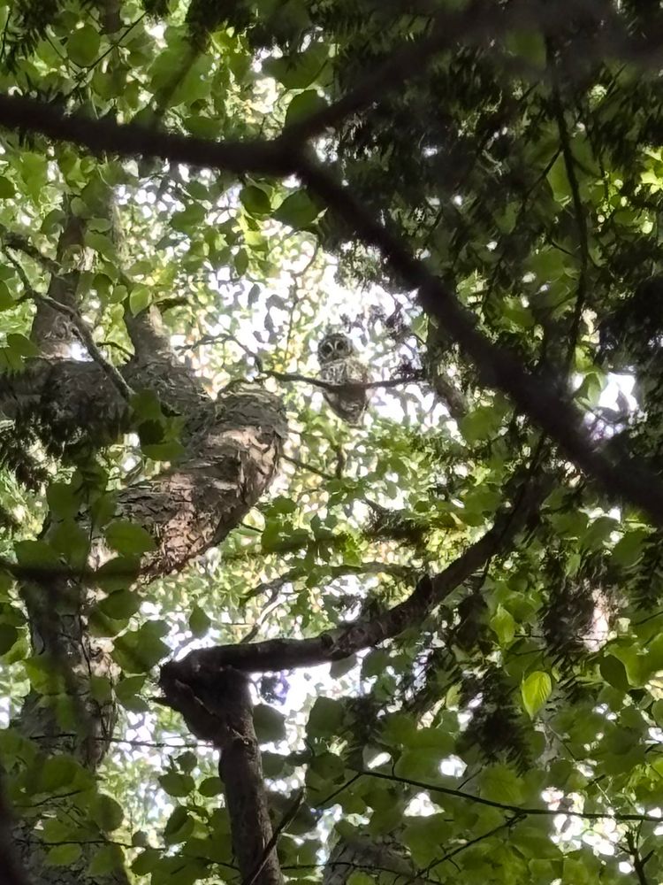 Barred owl with big round dark eyes looking down from leafy canopy of black cherry tree.