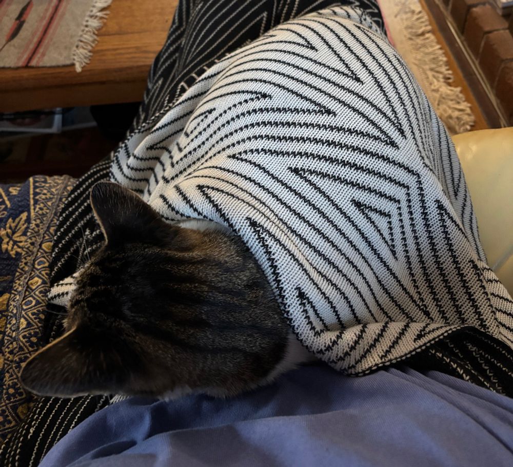 Tiger-striped grey head of a cat peeking out of a black-and-white blanket tucked around him. He has commandeered a human’s lap, insisting all work must wait.