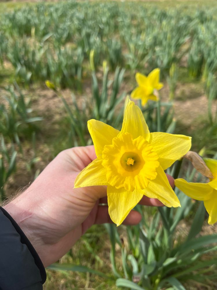 Looking into the Daffodil trumpet, the six tepals forming a star shape around the frilly ring of the trumpet lip. A hand holds the flower up to the camera, in front of a swathe of planted, unopened Daffodils 
