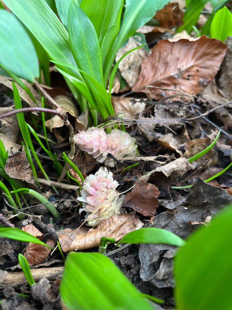 Two young Toothwort shoots pushing through the leaf litter, a clustered mass of pale pink and off-white flowers opening up and some stamens visible. Bright green young Ramsons/Wild Garlic shoots are also pushing through the leaf litter layer, which is a varied mixture of browns and greys