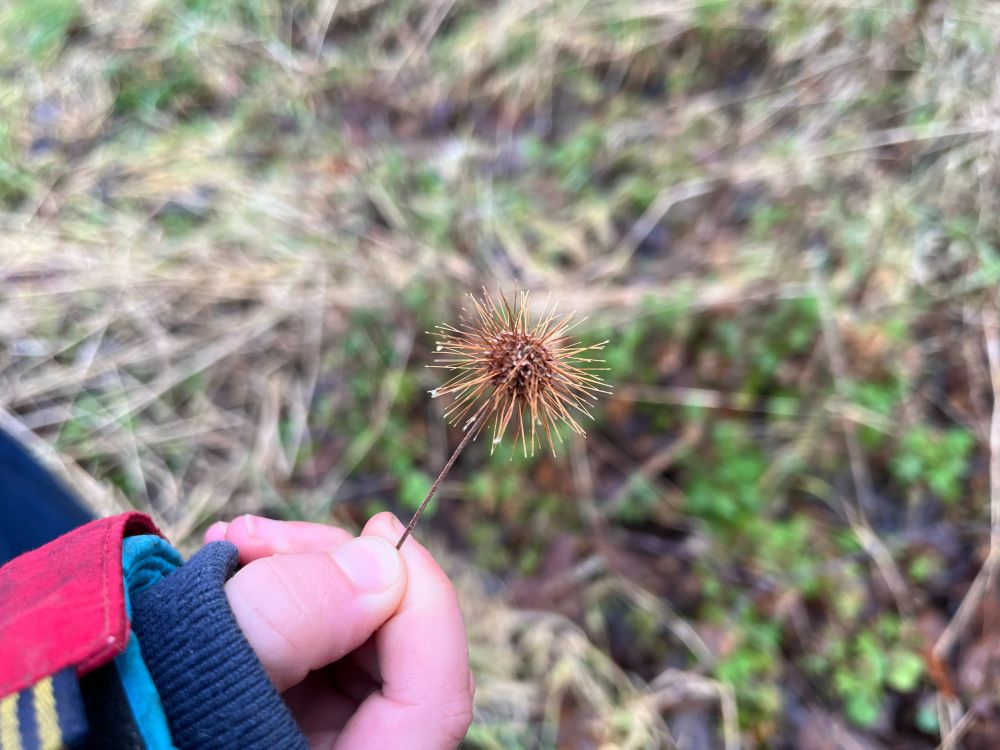 The Two-spined Acaena (Acaena ovalifolia) seedhead on its stalk