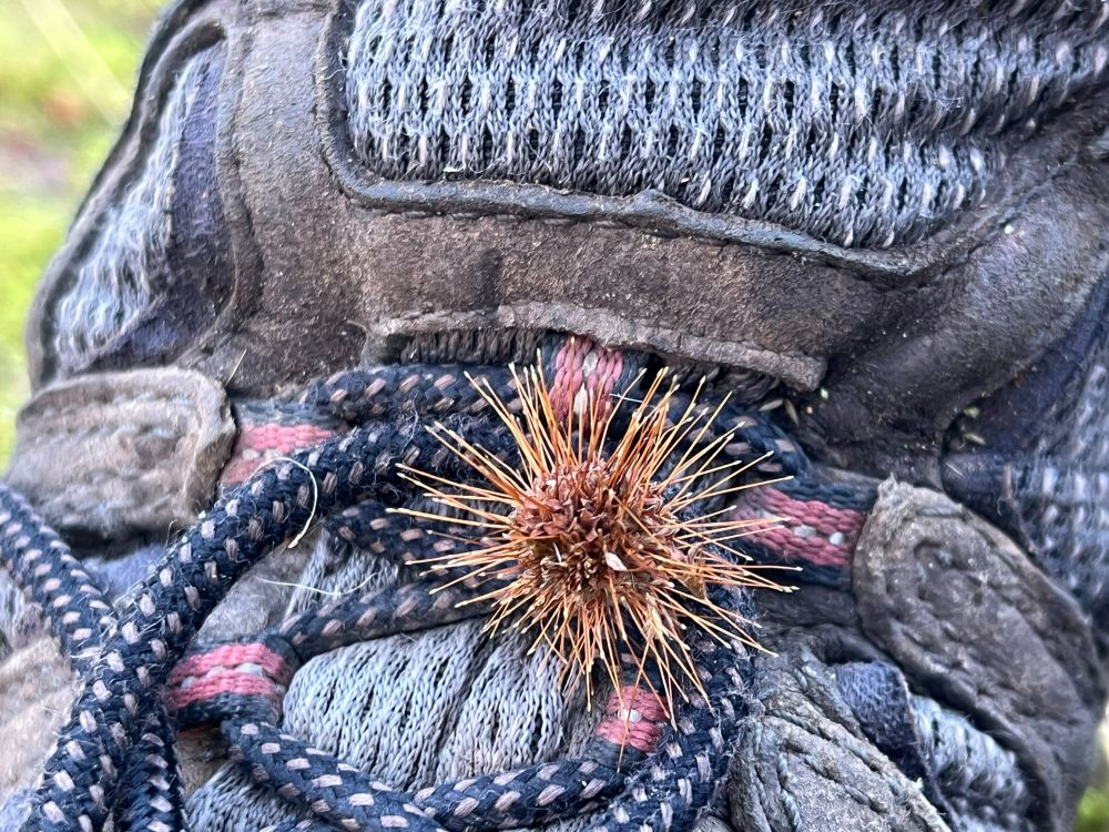 A close up of Two-spined Acaena (Acaena ovalifolia) bur snagged on my shoelace, showing the twin spines on each fruit with hooks at the end