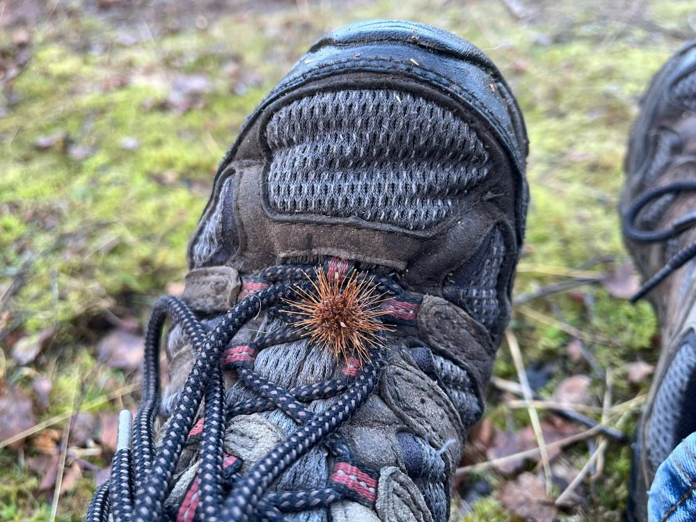 Two-spined Acaena (Acaena ovalifolia) bur snagged on my shoelace, at a popular walking spot at Cambusbarron Quarries near Stirling. It now carpets much of the ground here.