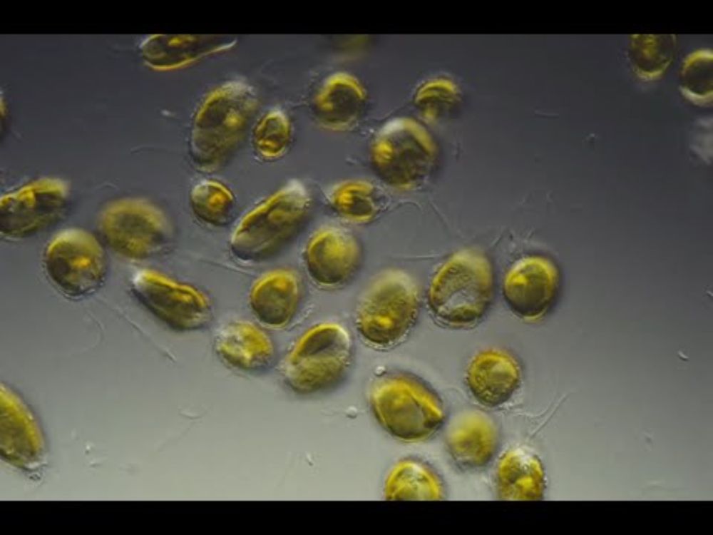 More CO2 in Oceans Leads to a Decrease in Phytoplankton