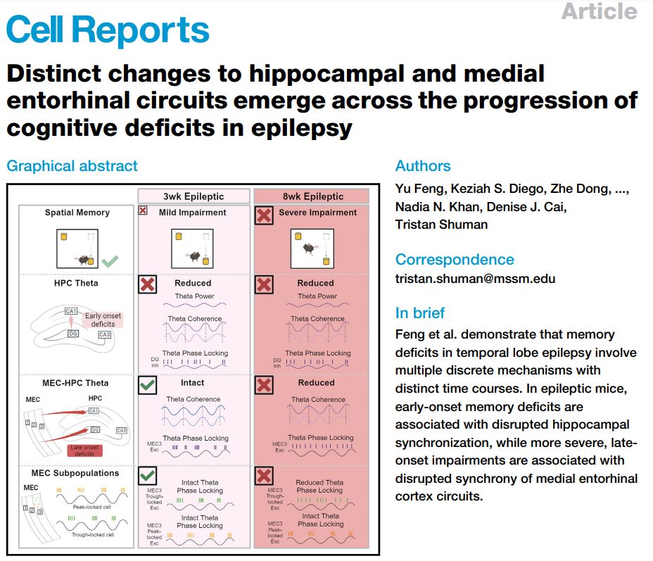 Screenshot of article entitled "Distinct changes to hippocampal and medial entorhinal circuits emerge across the progression of cognitive deficits in epilepsy" by Yu Feng, Keziah S. Diego, Zhe Dong, ..., Nadia N. Khan, Denise J. Cai, and Tristan Shuman. 

In brief: Feng et al. demonstrate that memory deficits in temporal lobe epilepsy involve multiple discrete mechanisms with distinct time courses. In epileptic mice, early-onset memory deficits are associated with disrupted hippocampal synchronization, while more severe, lateonset impairments are associated with disrupted synchrony of medial entorhinal cortex circuits.
