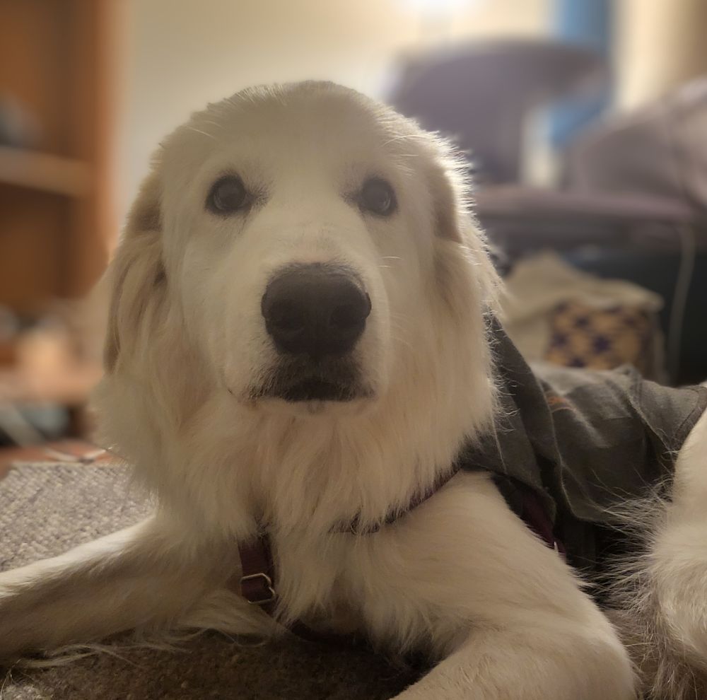 A large white dog with a dark nose and brown eyes looks nervously at the camera. She is wearing a Grey thundershirt. Background is blurred. 