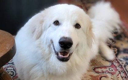 White furry dog, happy and smiling