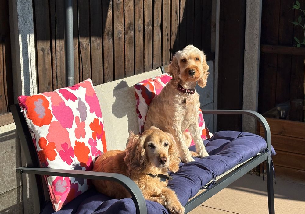 Set of pricks (Dogs).