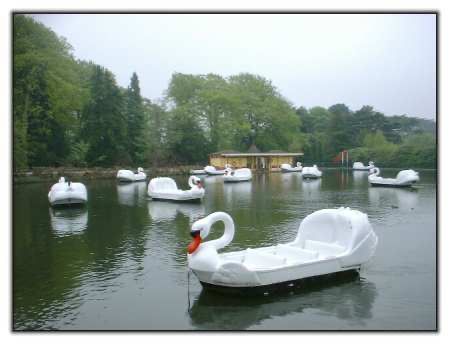 Swan boats at Alton Towers. 