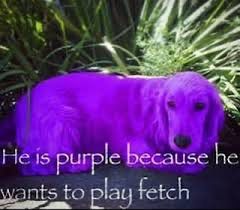 purple dog with the caption ‘He is purple because he wants to play fetch’ in papyrus font