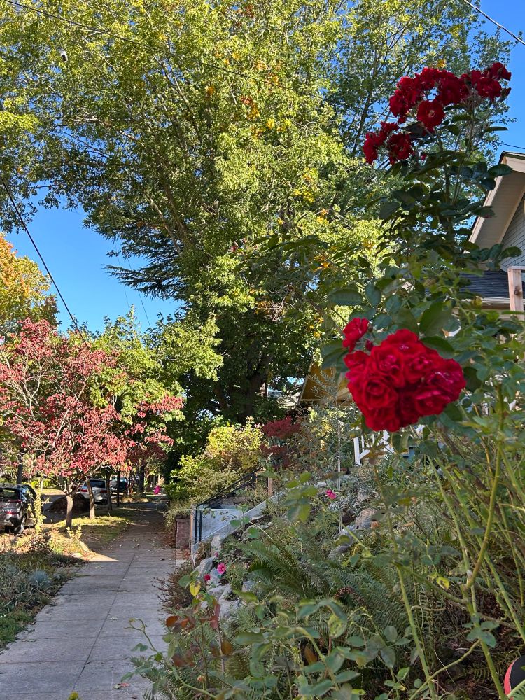 Red roses, red leaves, and greenery devastate a Portland neighborhood