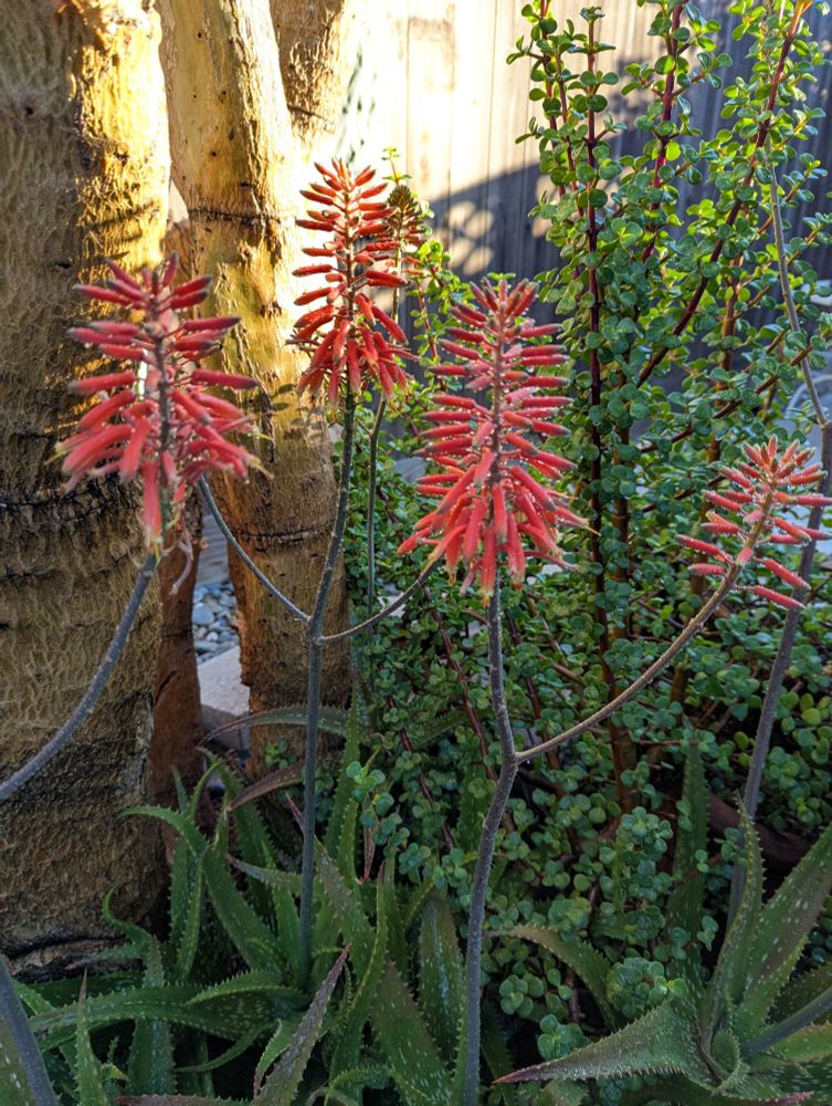 Aloe vera flowers, CA zone 9