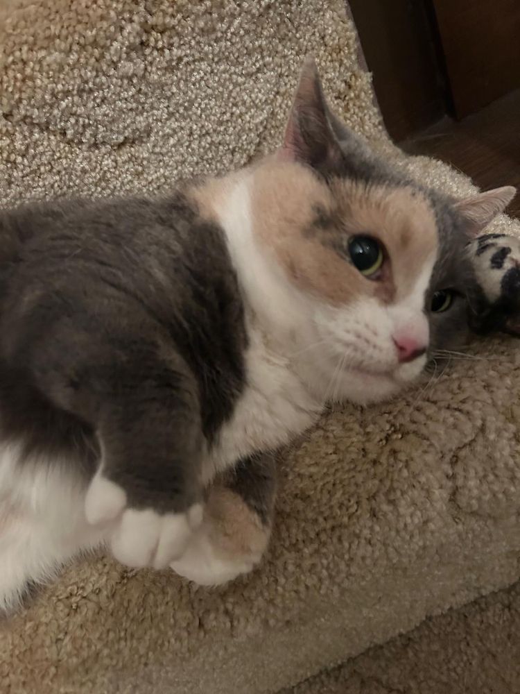 Small adorable dilute calico named Lily!