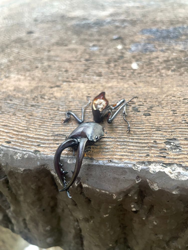 Stag beetle that was killed and eaten by another animal (crow?)
