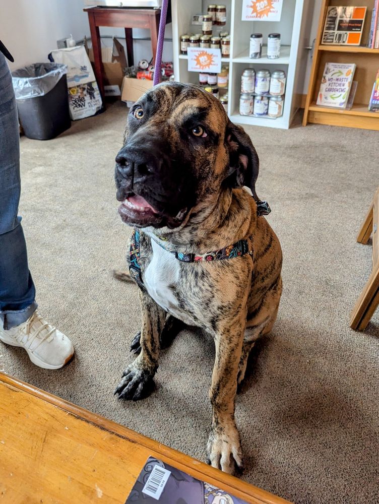 Valkyrie, a big, brindle mastiff-mix sits politely on the carpet of our front of store area, looking at the camera with an eager smile on her face.