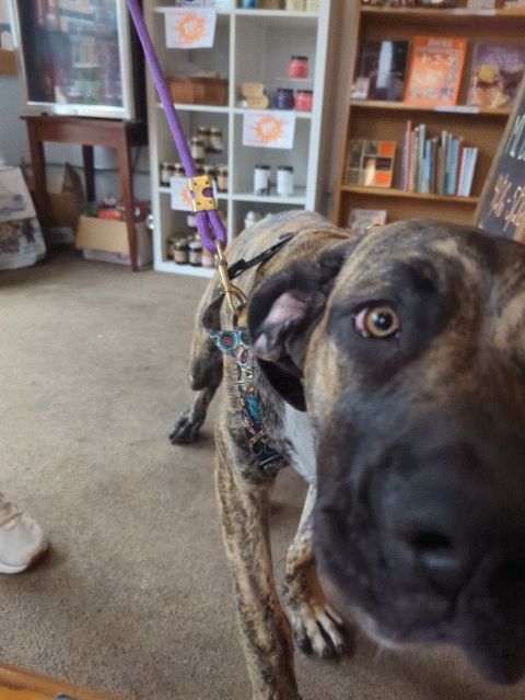 A short behind-the-scenes video of her excitedly nosing the camera after being told to sit but finding the attention too exciting. It's pure puppy chaos and all you can see is her face, nose and her tail waving madly behind her.