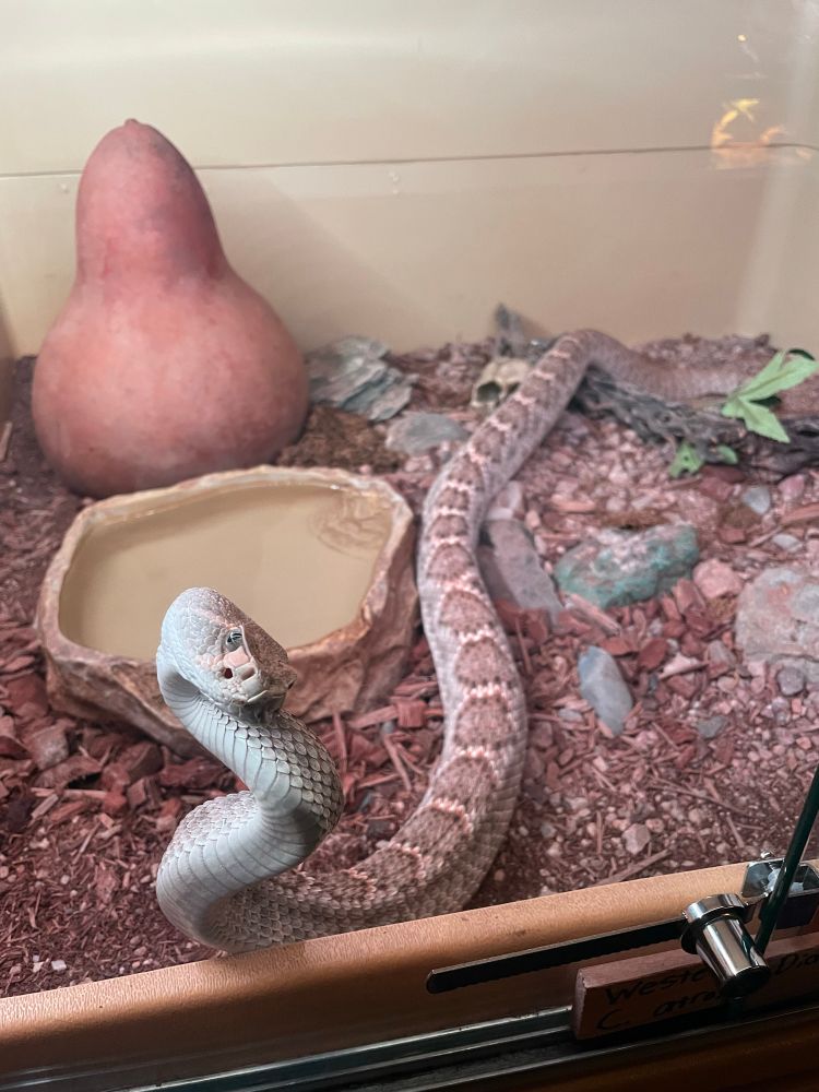 A rattlesnake turning his head to give a side eye look. 