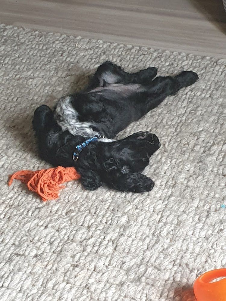 Baxter rolling on his rope toy, like a twat