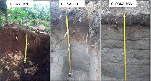 Soil profiles at the three smallholder cocoa farms investigated in this study. (A) Soils (Rendzinas) under cocoa production at the New Ireland farm (LAU-PAN). Soils sampled in this area are typically shallow and coralline. Note the large deposits of limestone at or below 30 cm. (B) Soils (Mollic Andosols) under cocoa production at the East New Britain farm (T5A-CCI). Soils sampled in this area are typically deep profiles of old (> 30 years) volcanic ash. (C) Soils (Mollic Andosols) under cocoa production at the Autonomous Region of Bougainville farm (BOKA-PAN). Soils sampled in this area are typically deep profiles of young volcanic ash.
