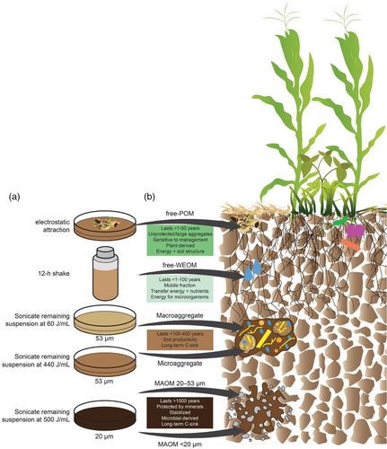(a) Illustration of the employed fractionation procedure that combines electrostatic attraction, water extraction, sonication, and wet sieving (Remus et al., 2018). (b) Separated OM fractions and their soil ecological meaning. Artwork by Lana Koepke Johnson.