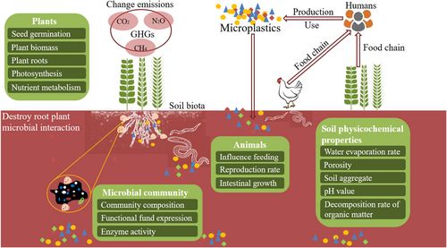 MPs pollution processes and potential impacts in the soil environment.