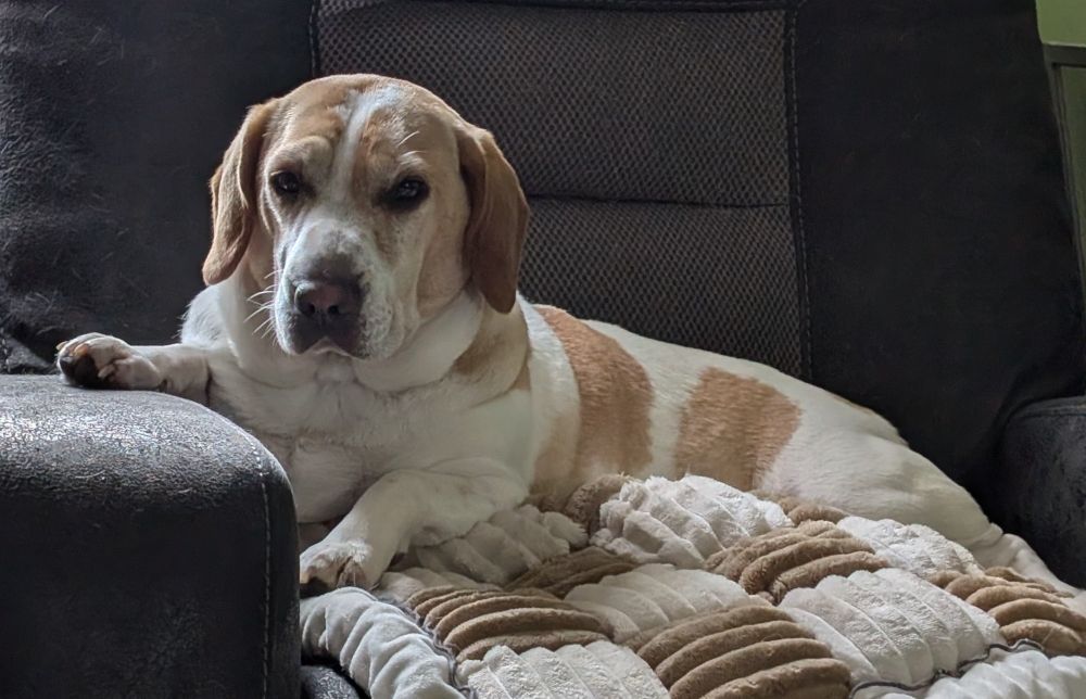 Photo depicts a gold and white hound with a wrinkly face lying in a recliner with one paw propped on the arm