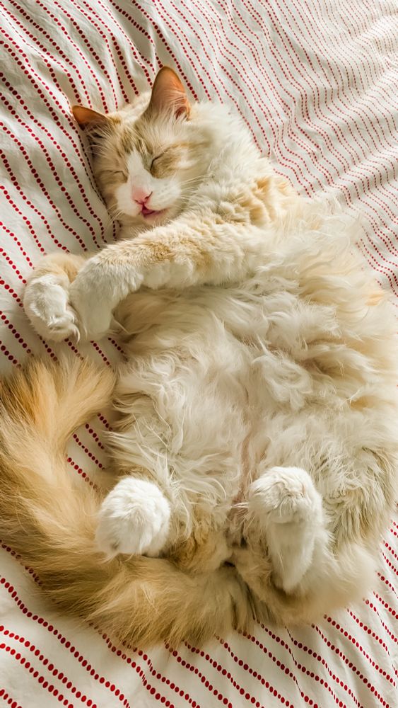 My ragdoll cat sleeping with his belly up. He’s very furry and his back feet’s are up in the air, front paws are curled. His eyes are closed and he has his tongue out slightly for some reason. Probably dreaming of treats. He’s a flamepoint ragdoll cat so he has orange markings on his face, tail and arms. 