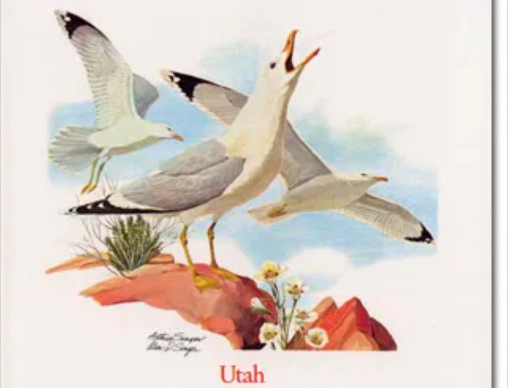 California Gulls, Utah's state bird 