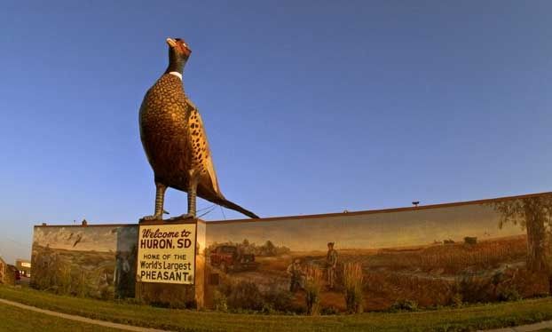A giant statue of a ring-necked pheasant, in Huron SD