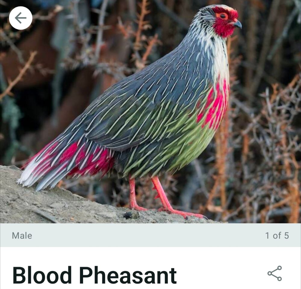 The Merlin entry for Blood Pheasant, a chicken-like bird with red on face, breast, and tail