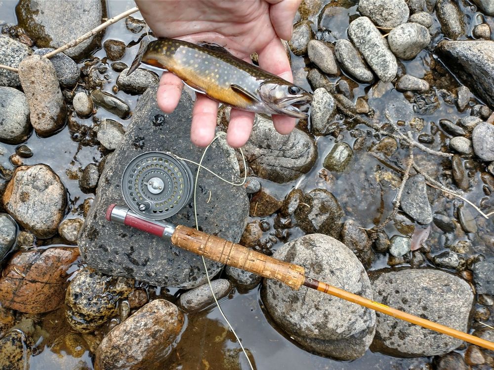 brook trout, orange belly, fins bright orange trimmed with black and white, body dark green spotted with red and yellow
background river rocks and a split cane fly rod