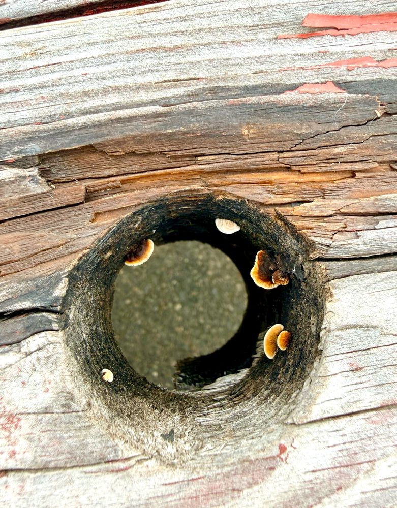 Small mushrooms growing in the knothole of a picnic table plank in the PNW
