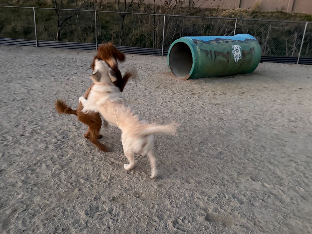 An apricot poodle and a cream golden retriever rear up in play. Growl!!