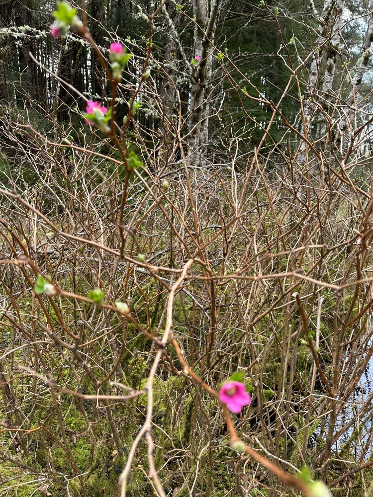 Salmonberries flowering already?  🙂