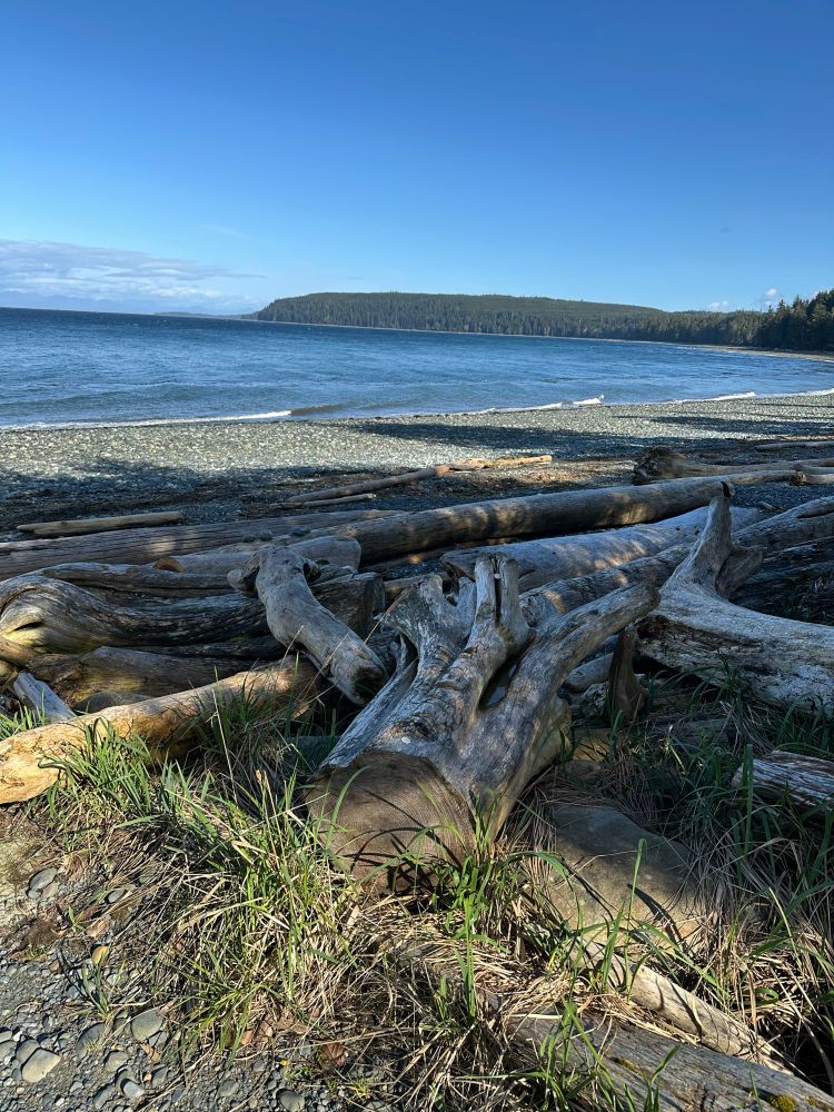 Trying to figure out how I can take all this driftwood home.  😂