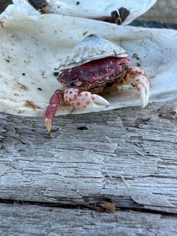 My molted crab shell in his little hat.  Yes, I’m an adult who lives for these sorts of photo ops.  😀