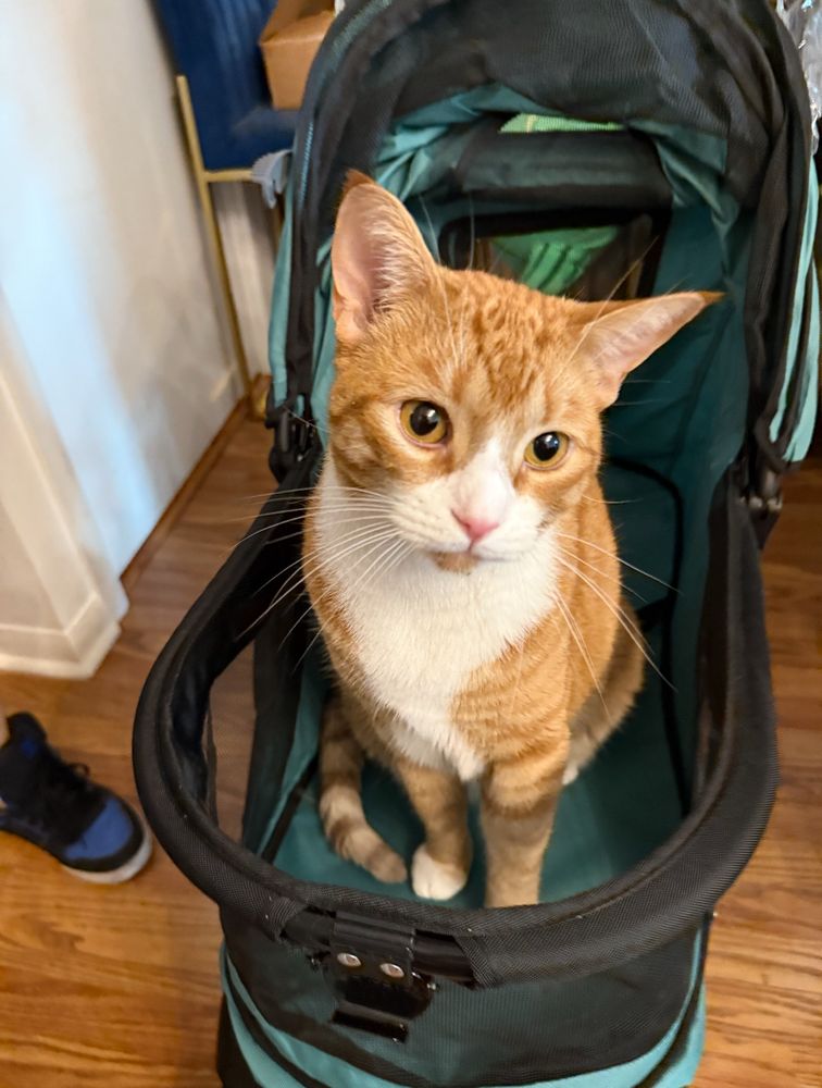 Orange and white tabby being an absolute mark in a green cat stroller.

What a mark. 