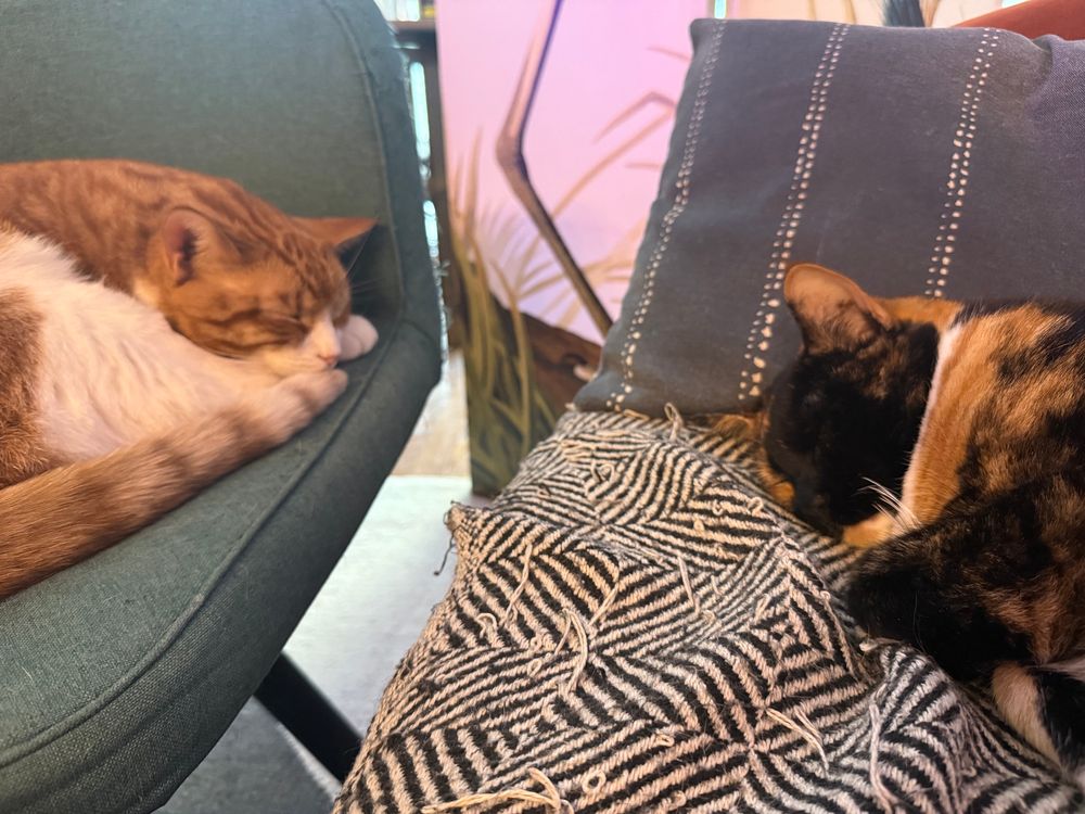 An orange cat and a calico cat sitting near each other 