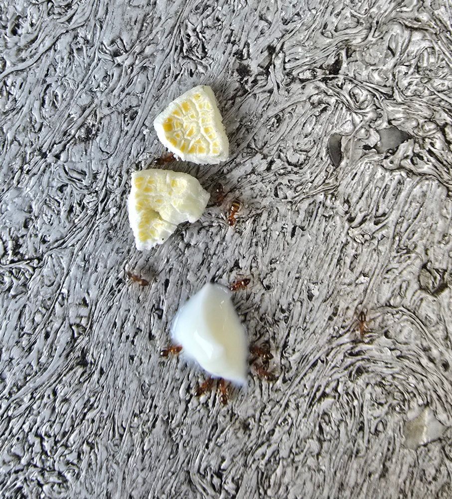 Ants swarming some popcorn bits and a bit of yogurt