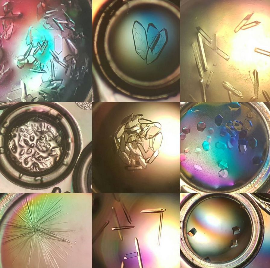 A collage of photos of protein crystals taken under a microscope. They're drops about 1 mm across filled with tiny clear crystals, and they have a rainbow hue thanks to the polarisation from the sticky tape over the drops.